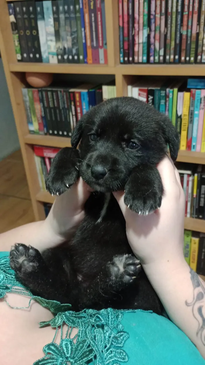 Cachorro ra a SRD-ViraLata idade 2 a 6 meses nome Ayla