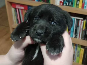 Cachorro raça SRD-ViraLata idade 2 a 6 meses nome Ayla