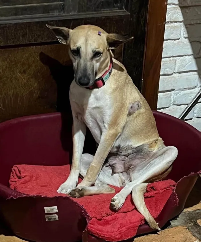 Cachorro ra a SRD-ViraLata idade 3 anos nome Melissa