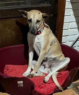 Cachorro raça SRD-ViraLata idade 3 anos nome Melissa