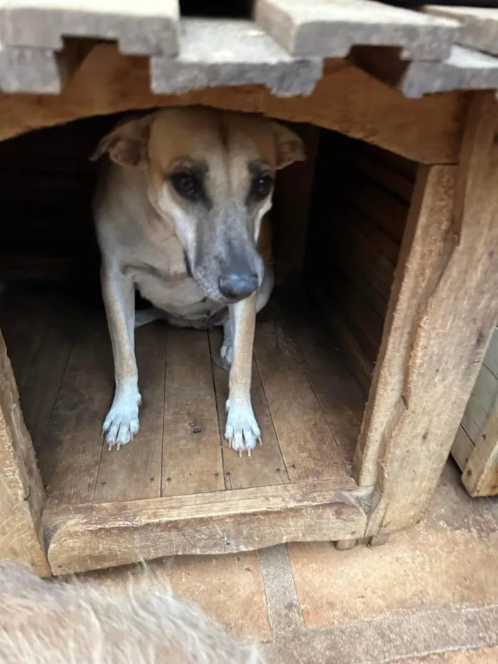 Cachorro ra a SRD-ViraLata idade 3 anos nome Melissa