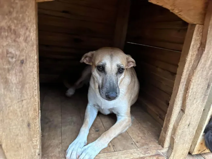 Cachorro ra a SRD-ViraLata idade 3 anos nome Melissa