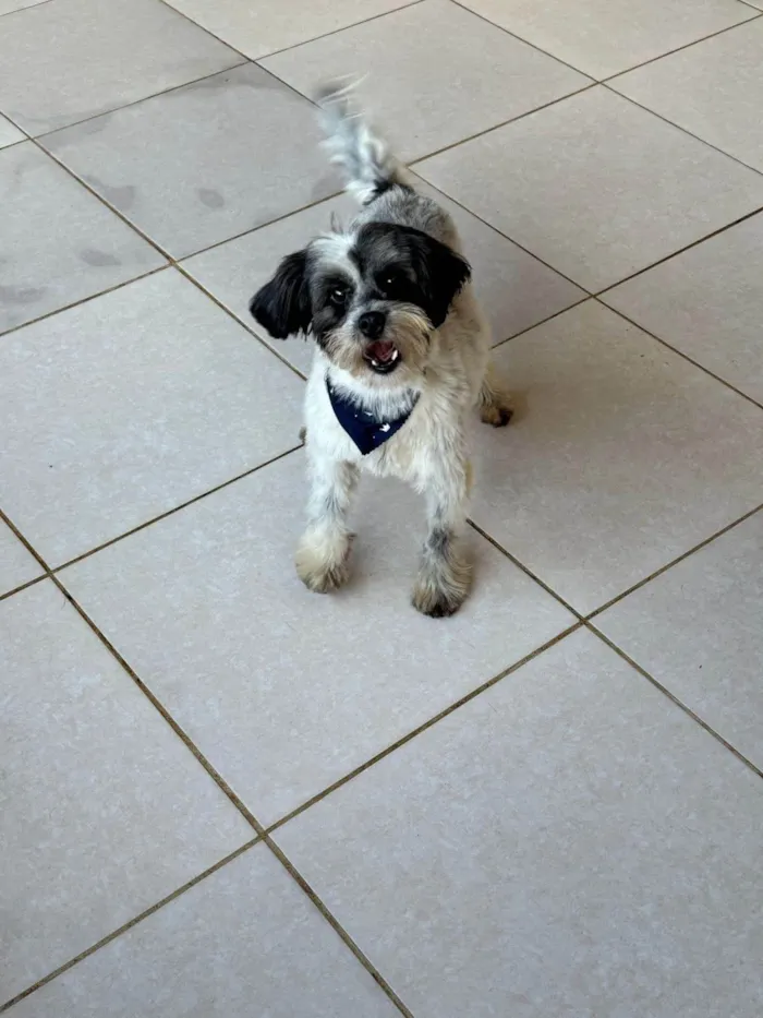 Cachorro ra a SRD-ViraLata idade 2 anos nome Max 