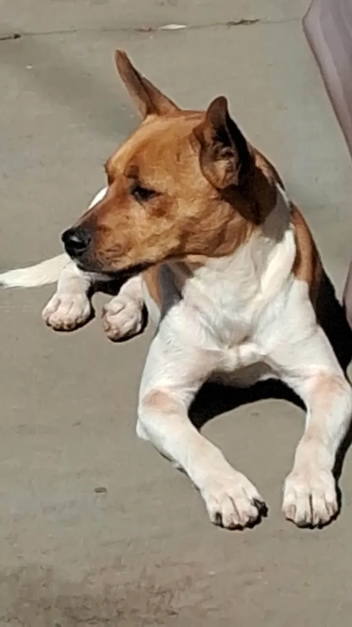 Cachorro ra a SRD-ViraLata idade 1 ano nome Teobaldo. Teo