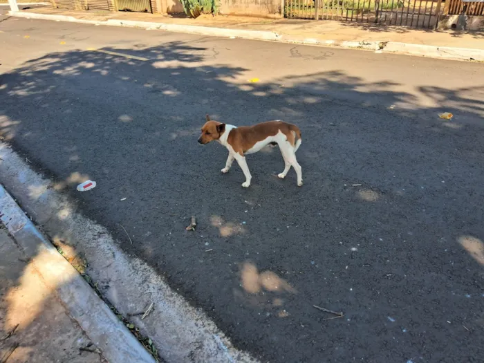 Cachorro ra a SRD-ViraLata idade 1 ano nome Teobaldo. Teo