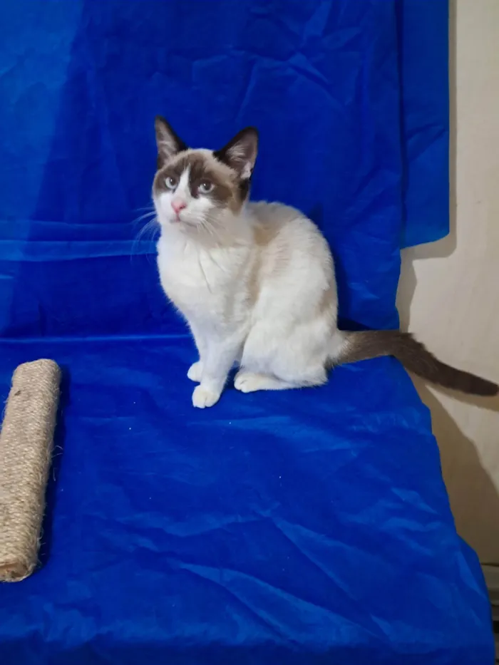 Gato ra a SRD-ViraLata idade 2 a 6 meses nome Philipe 