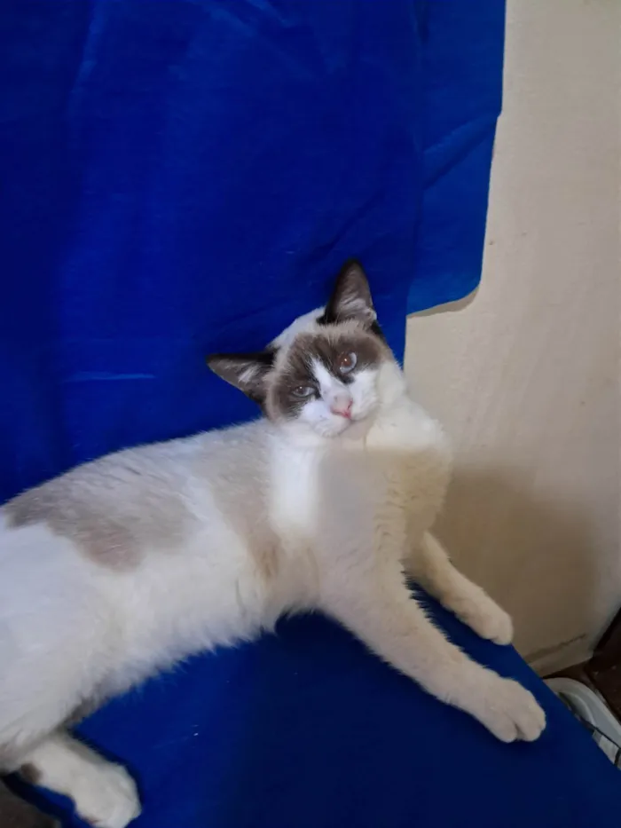 Gato ra a SRD-ViraLata idade 2 a 6 meses nome Philipe 