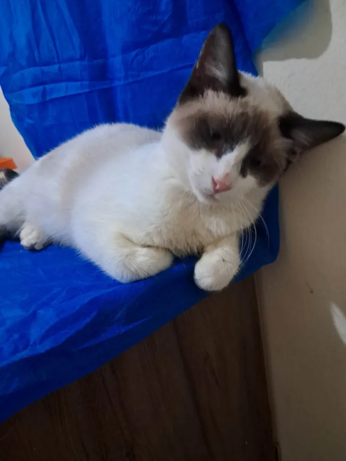 Gato ra a SRD-ViraLata idade 2 a 6 meses nome Philipe 