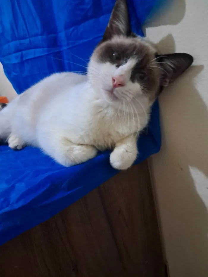 Gato ra a SRD-ViraLata idade 2 a 6 meses nome Philipe 