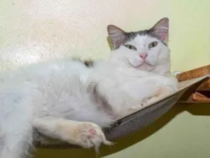 Gato raça SRD-ViraLata idade 2 anos nome Laurent