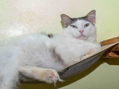 Gato raça SRD-ViraLata idade 2 anos nome Laurent