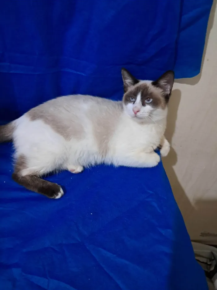Gato ra a SRD-ViraLata idade 2 a 6 meses nome Philipe 