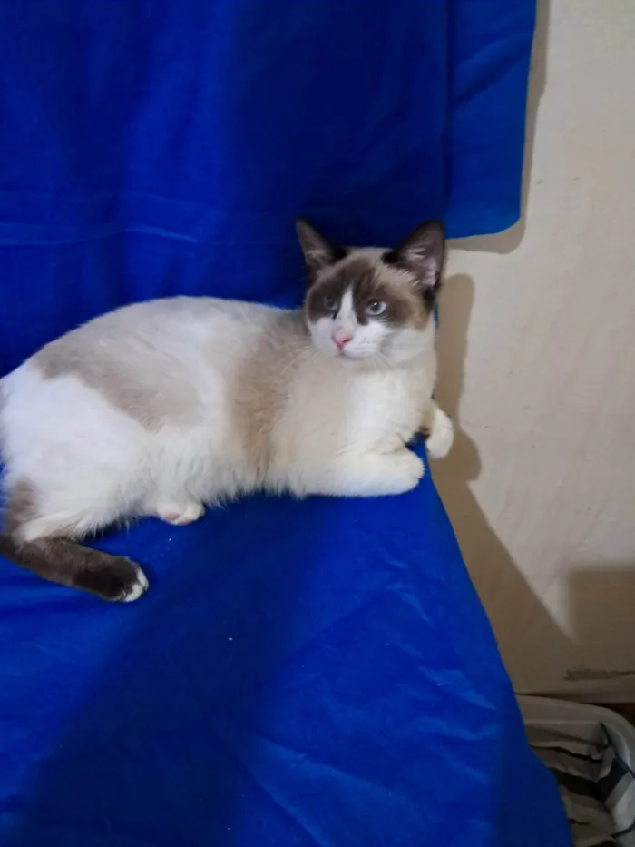 Gato ra a SRD-ViraLata idade 2 a 6 meses nome Philipe 