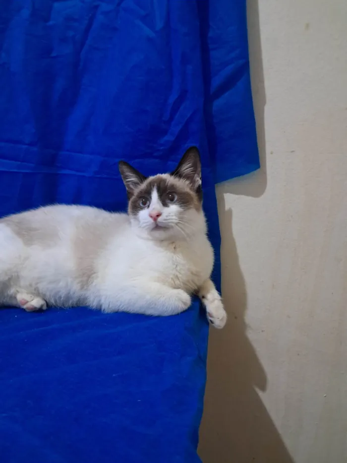 Gato ra a SRD-ViraLata idade 2 a 6 meses nome Philipe 