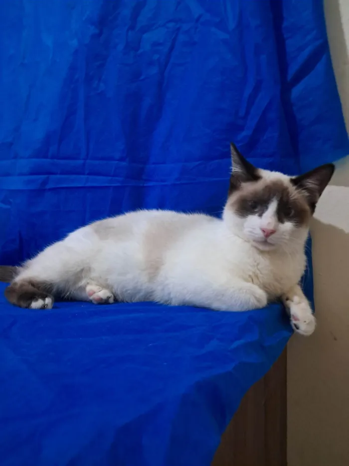 Gato ra a SRD-ViraLata idade 2 a 6 meses nome Philipe 