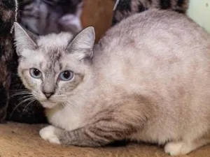 Gato raça SRD-ViraLata idade 4 anos nome Gilka
