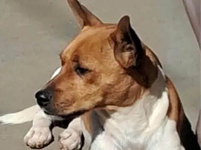 Cachorro raça SRD-ViraLata idade 1 ano nome Teobaldo. Teo