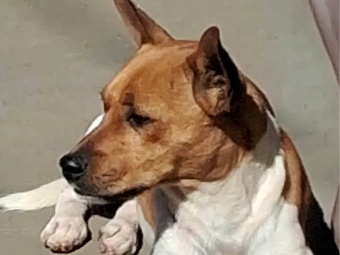Cachorro ra a SRD-ViraLata idade 1 ano nome Teobaldo. Teo