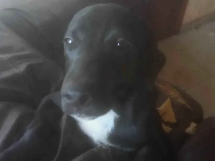 Cachorro ra a Labrador idade 7 a 11 meses nome Fred