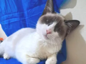 Gato raça SRD-ViraLata idade 2 a 6 meses nome Philipe 