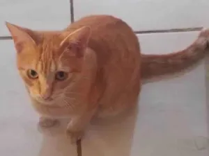 Gato raça SRD-ViraLata idade 7 a 11 meses nome Alemão