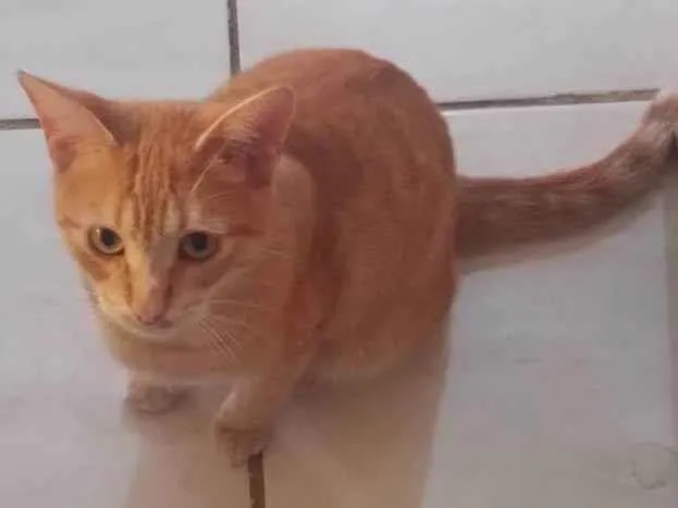 Gato ra a SRD-ViraLata idade 7 a 11 meses nome Alemão