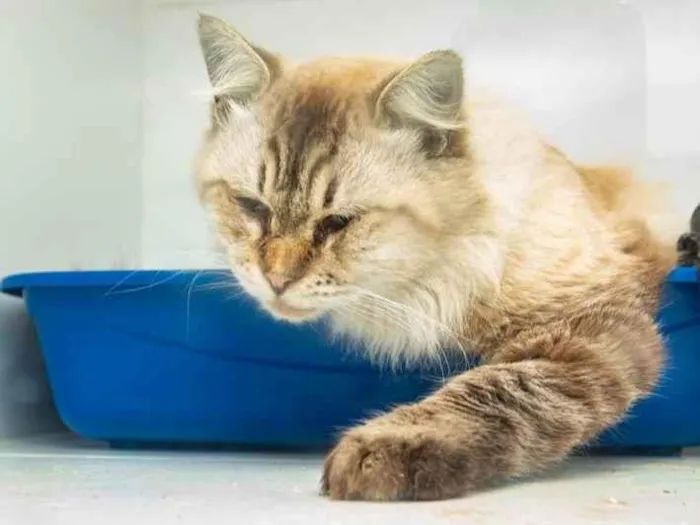Gato ra a SRD-ViraLata idade 2 anos nome Arlindo