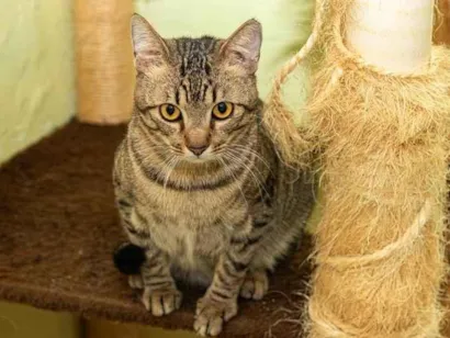 Gato raça SRD-ViraLata idade 2 anos nome Frank