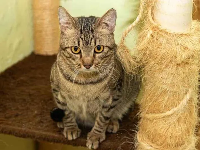 Gato ra a SRD-ViraLata idade 2 anos nome Frank
