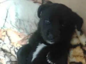 Cachorro raça SRD-ViraLata idade 2 a 6 meses nome Ayla