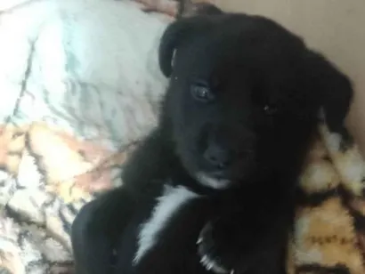 Cachorro raça SRD-ViraLata idade 2 a 6 meses nome Ayla