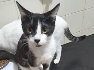 Gato raça SRD-ViraLata idade 2 a 6 meses nome Zara