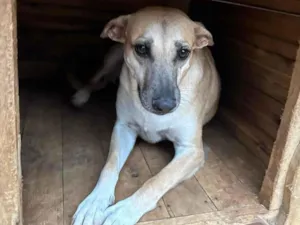 Cachorro raça SRD-ViraLata idade 3 anos nome Melissa