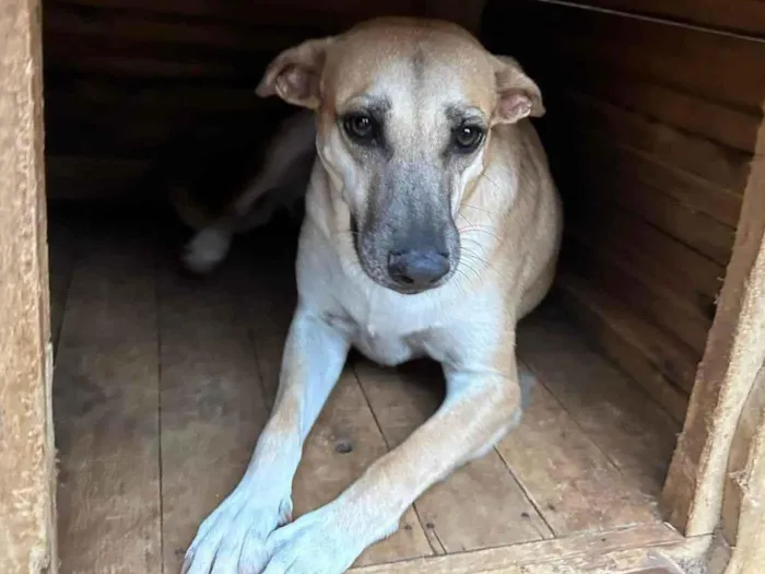 Cachorro ra a SRD-ViraLata idade 3 anos nome Melissa