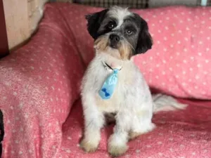 Cachorro raça SRD-ViraLata idade 2 anos nome Max 