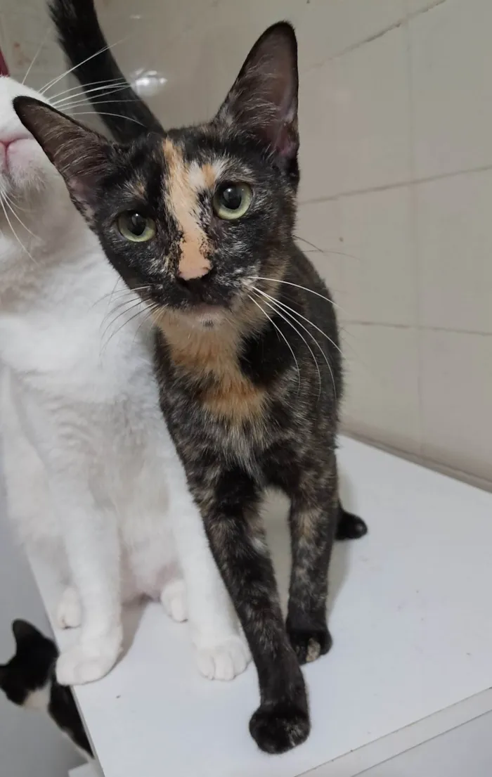 Gato ra a SRD-ViraLata idade 2 a 6 meses nome Gigi