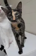 Gigi