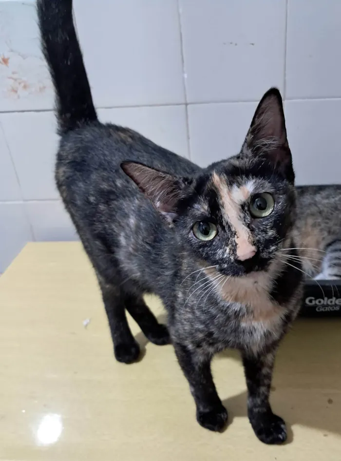 Gato ra a SRD-ViraLata idade 2 a 6 meses nome Gigi
