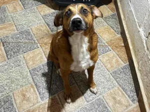 Cachorro raça SRD-ViraLata idade 3 anos nome Nestor