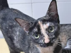 Gato raça SRD-ViraLata idade 2 a 6 meses nome Gigi