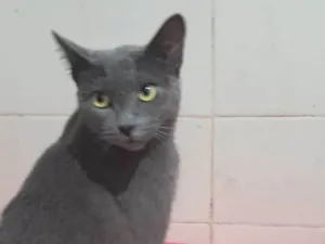 Gato raça SRD-ViraLata idade 1 ano nome Blue