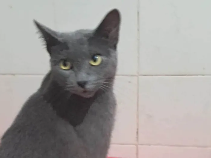 Gato ra a SRD-ViraLata idade 1 ano nome Blue