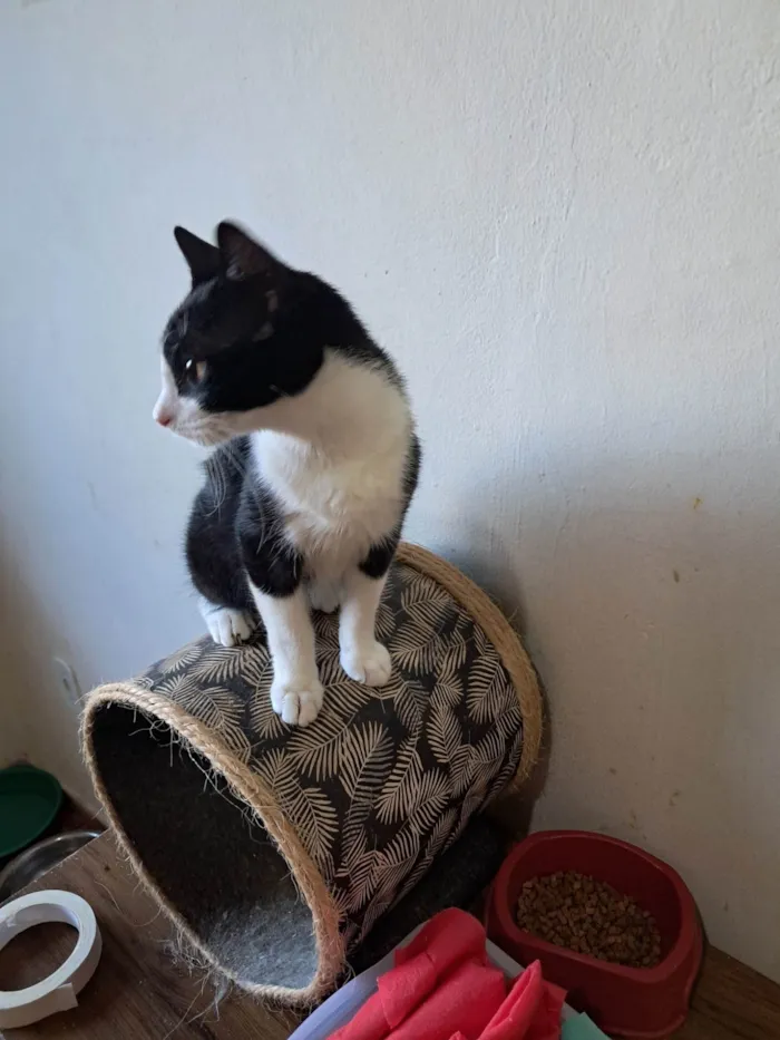 Gato ra a SRD-ViraLata idade 2 a 6 meses nome Dollar