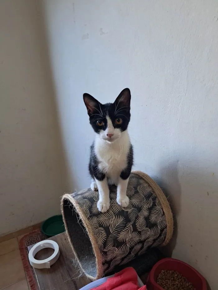 Gato ra a SRD-ViraLata idade 2 a 6 meses nome Dollar