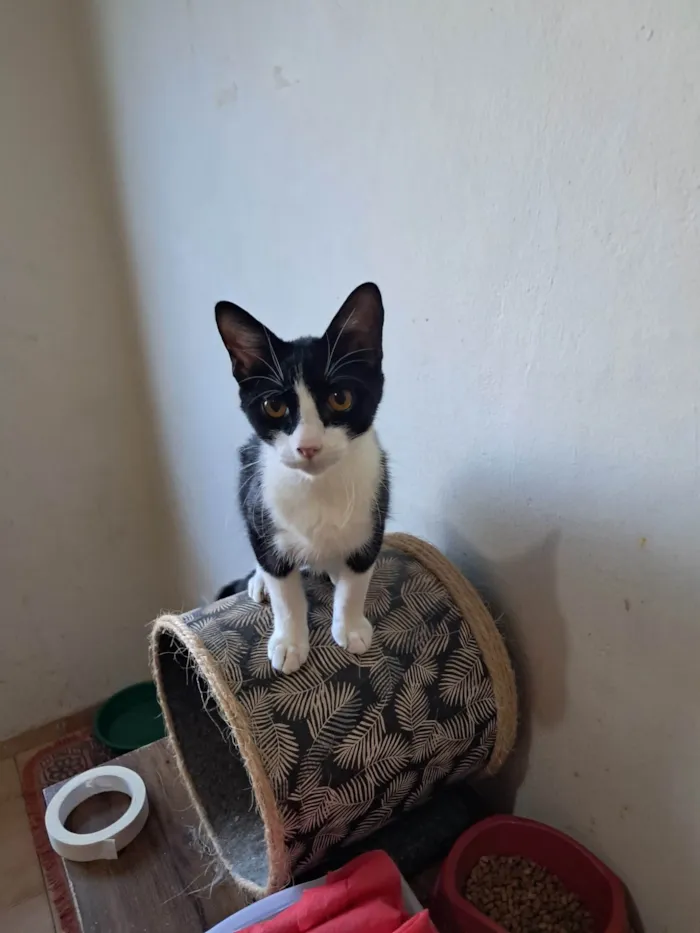 Gato ra a SRD-ViraLata idade 2 a 6 meses nome Dollar