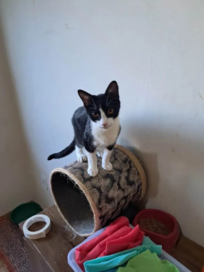 Gato ra a SRD-ViraLata idade 2 a 6 meses nome Dollar