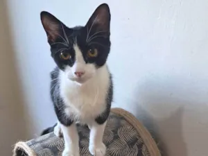 Gato raça SRD-ViraLata idade 2 a 6 meses nome Dollar