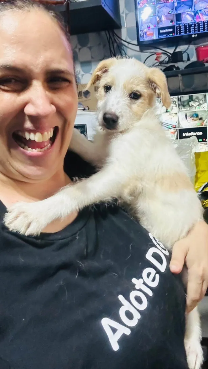 Cachorro ra a SRD-ViraLata idade 2 a 6 meses nome Alemão 