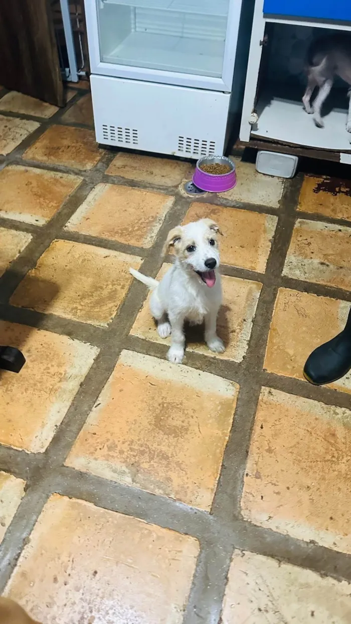 Cachorro ra a SRD-ViraLata idade 2 a 6 meses nome Alemão 