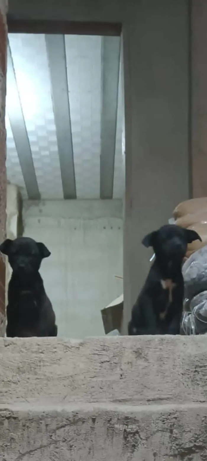 Cachorro ra a SRD-ViraLata idade Abaixo de 2 meses nome Sem nome
